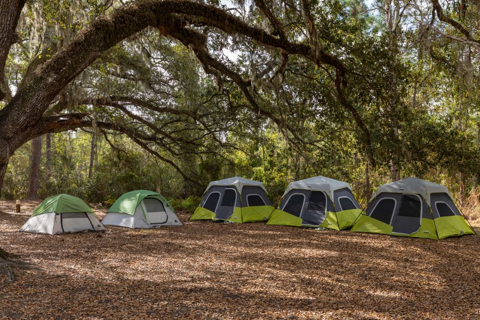 A row of tents in a peaceful forest camping site under a large tree.